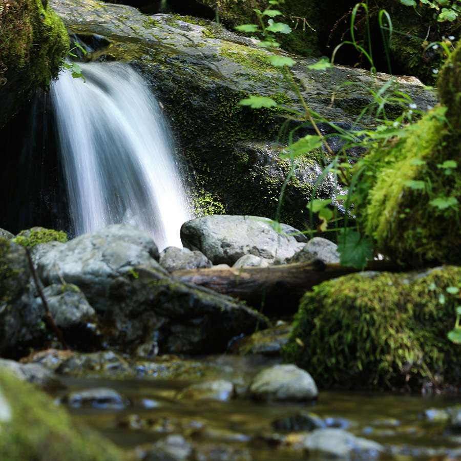 Gola Rain Forest National Park