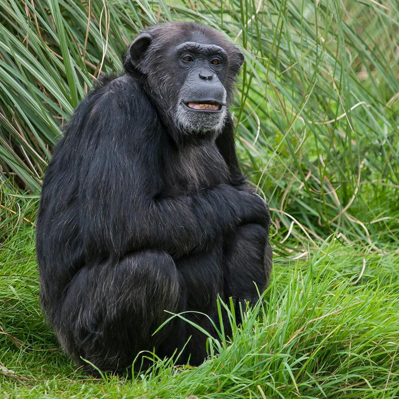 Tacugama Chimpanzee Sanctuary,
